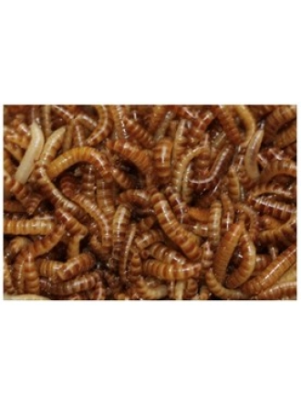 Buffalo Kurdu (50 Adet)