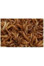 Buffalo Kurdu (50 Adet)