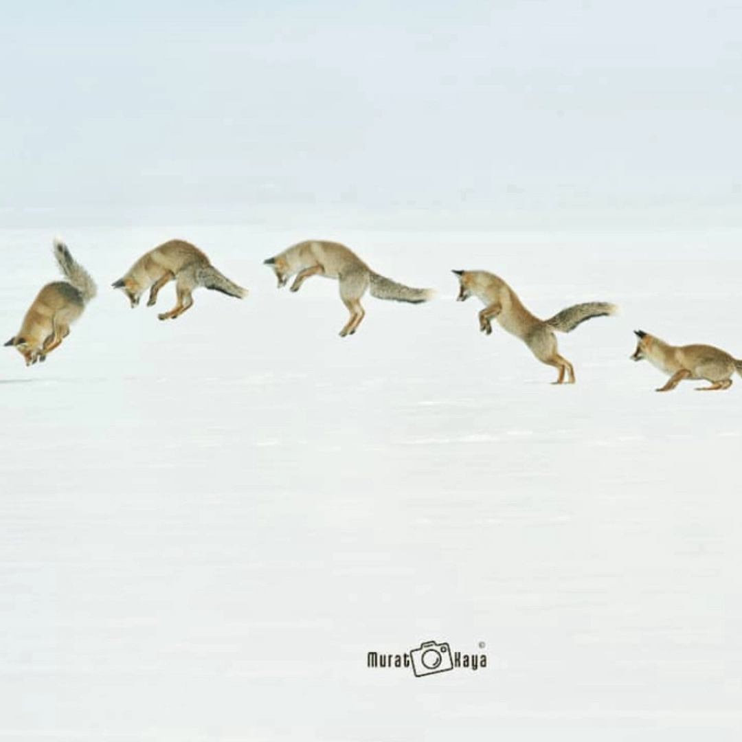 The Fox-Ödüllü Fotoğraf