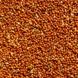 Kirmizi Dari 1 Kilo