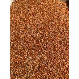 Elenmiş Tane Kızıl Daldarı 5 Kg