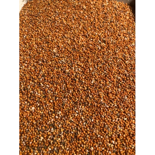 Elenmiş Tane Kızıl Daldarı 5 Kg