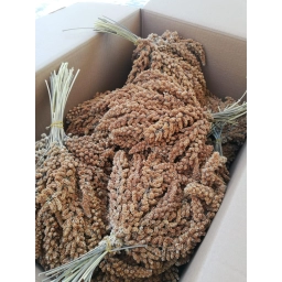 Kızıl Dal Darı 500 Gram Doğal Daldarı