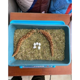 KEKİK 1 ÇUVAL 