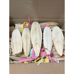 1 KG BÜYÜK BOY KALAMAR KEMİĞİ 