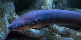 Balık Hakkında Bilinmesi Gerekenler