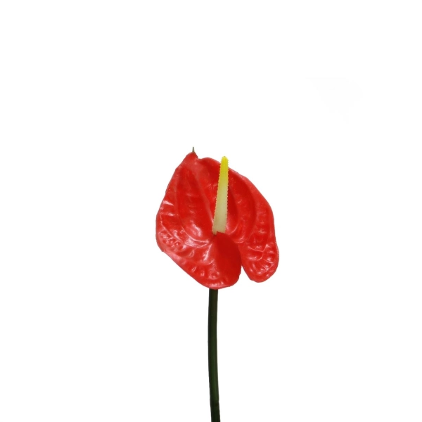 Yapay Antoryum Çiçeği Canlı Dokunuş Kırmızı 40 cm