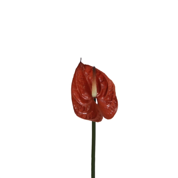 Yapay Antoryum Çiçeği Canlı Dokunuş Kahverengi 40 cm