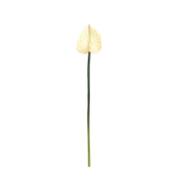 Yapay Antoryum Çiçeği Canlı Dokunuş Krem 40 cm