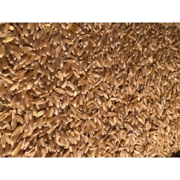 Çimlendirmelik Buğday 5 Kg