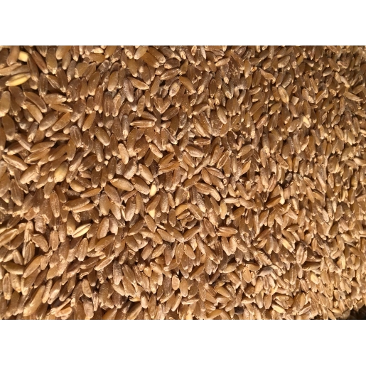 Çimlendirmelik Buğday 5 Kg