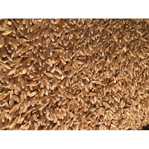 Çimlendirmelik Buğday 1 Kilo