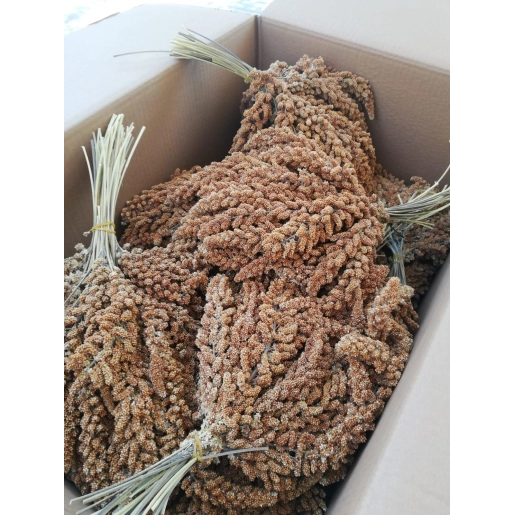 Kızıl Dal Darı 500 Gram Doğal Daldarı