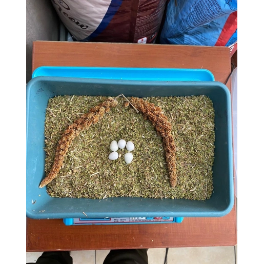 KEKİK 1 ÇUVAL 