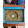 KEKİK 1 ÇUVAL 